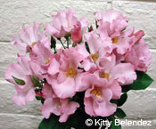 Puanani, Floribunda
