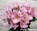 Puanani, Floribunda