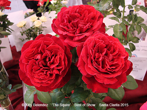 2015 Rose Show Winners At Santa Clarita Rose Society
